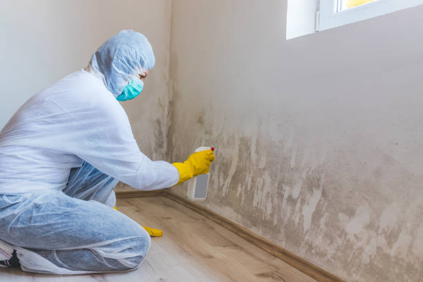 Licensed Basement Mold Removal service in Marysville, PA - WQB Mold Removal