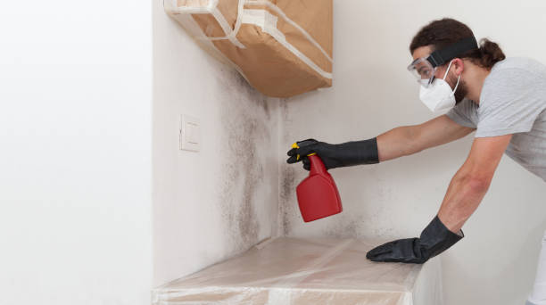 Professional Basement Mold Removal technician working in Marysville, PA