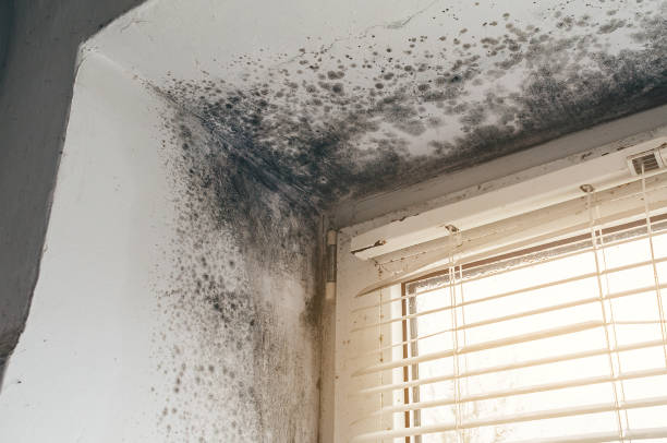 Affordable Basement Mold Removal solutions in Marysville, PA