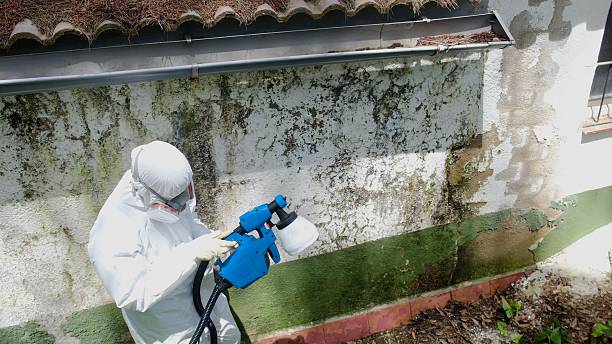 Top rated local Basement Mold Removal specialists in Marysville, PA